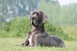 DOGUE ALLEMAND 431